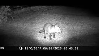 Fox Cub & More 🦊 Wildlife Trail Cam - UK Garden Wildlife Watch