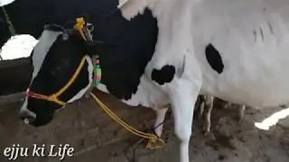 Bihar Top Mandi chausa Buxar bihar part3