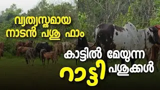 Cow Farming Malayalam| ഇത്‌ പോലെ ഒരു നാടൻ പശു ഫാം നിങ്ങൾ കണ്ടിട്ടുണ്ടാവില്ല | Poultry Media
