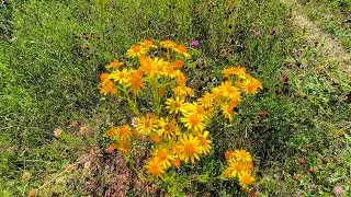 Senecio Vulgaris. July 2024