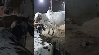 heavy bachri #shorts