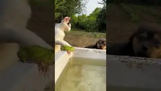 Cat fight with Dog | Who will win out of this? #ravihackerandfun