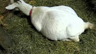 Lame Goat