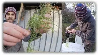 Diese Pflanze hilft bei Halsschmerzen und Erk&auml;ltung | Hausapotheke aus der Natur