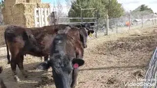 Spring pasture turnout