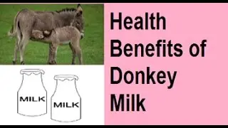 Benefits of Donkey Milk