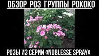Обзор роз серии &laquo;Noblesse Spray&raquo; Рококо.