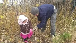 Jerusalem Artichoke Harvest & Value and Use of Leaves Over Winter - The Wisconsin Vegetable Gardener