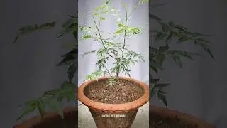 Neem Bonsai Wireing 🌳