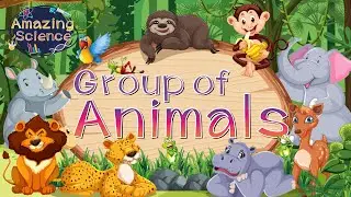 Amazing Science | Group of Animals | Science for Kids | Easy Science 🐯🦒🐸