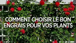 Comment choisir le bon engrais pour vos plants? par Albert Mondor