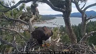 Jackie and immature, Shadow brings fluff, pancakes 15.02.2026 @FOBBVCAM