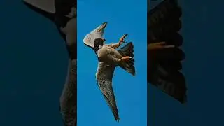 Eagle flying in sky #eagle #shortvideo #shortsfeed #trendingshorts #wildlife #foryou