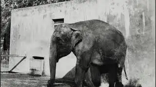 3. RACCONTI D'ARCHIVIO | LO ZOO E LA VOCAZIONE SCIENTIFICA DEL CASTELLO DI BRESCIA