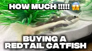 I got a red tail catfish won&rsquo;t believe the price!!! 😱