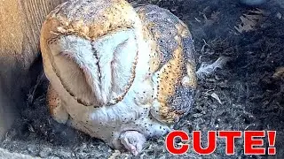 🐣 Tiny Barn Owl Nestlings Peek Out from Under Mom