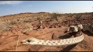 This Snake Uses a Spider to Hunt Birds (Real Footage)