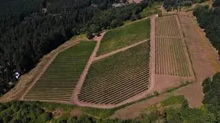 Abiqua Wind Vineyard