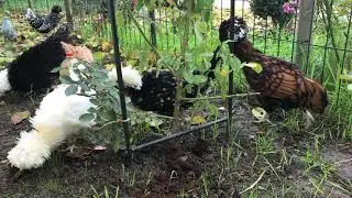 Motata Olandeza si Paduana