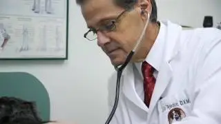 Miami Animal Hospital in Miami, FL