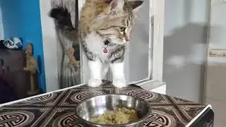 You can add zucchini and spinach or anything else your cat likes.😻🫶🏼