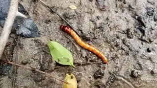 Click Beetle (Melanotus spp.) Larvae