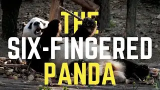 Did the Panda&rsquo;s &ldquo;Thumb&rdquo; Evolve That Way or Was It Designed?