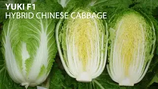 Fairbanks Seeds - Yuki F1 Hybrid Chinese Cabbage