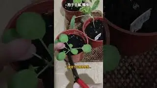 【孢子甘藍種植 02】修剪小苗 (定植第三周) |迷你高麗菜|在家當農夫|孢子甘藍 #garden #plants #種植盆栽
