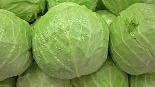 बंधा गोभी की सब्जी कैसे बनाएं 😋 टेस्टी और स्वादिष्ट 