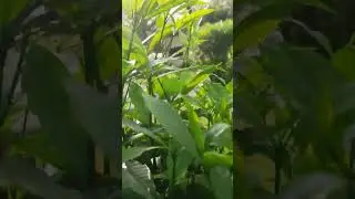 #reels #reelsinstagram #instagram #trending #viral #explore #love #instagood #explorepage #tiktok #r