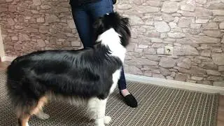 TÖKÉLETES LÁBSZLALOM TRÜKK TUTORIAL - Dog Dancing