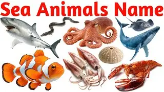 🌊🦞🐢🐳Marine Life, Ocean Creatures, Aquatic Animals & Water Animals for Kids with Pictures & Sounds