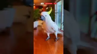 Какаду услышал бит! 🦜🔊😂 #shorts #какаду #cockatoo #whitecockatoo #попугай #попугаи #птицы