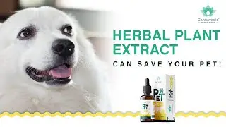 How CBD oil saved our Pet's life| Cannavedic Pet CBD oil