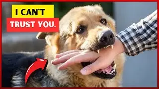 How Do Dogs Recognize Bad People? Important Details That Will Surprise You