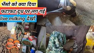 What feed should we give to the buffaloes? How is milk produced at Ganesh Dairy Farm? Ganesh Dair...