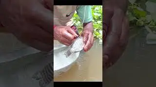 Wow how fishing sestem trapping fish with hook #shorts #fishing
