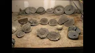 Prepping Fossil Crabs Part 1   Finding Concretions