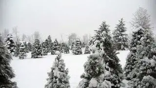 Best Christmas Trees Medina and Valley City Ohio