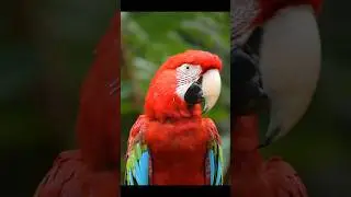 PARROT SOUND 🦜 | BIRD SOUND | REAL BIRDS VIDEO | #parrot #birdchirping #birds #birdsounds