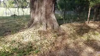 500 year old Spanish Live oak tree in Williston FL
