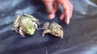 Difference between frog and toad