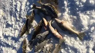 Ice Fishing Walleyes 2017 in Northern Michigan on lake Gogebic