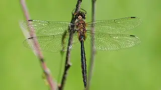 Бабка желтопятнистая. Somatochlora flavomaculata. Насекомые Беларуси.
