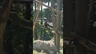 #pourtoi #funny #viral #animals #foryou #pets #monkey #singer #singe #mignon