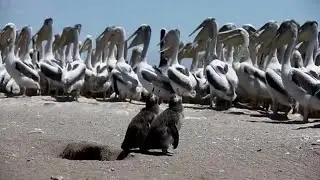 Chile counts its endangered Humboldt penguins