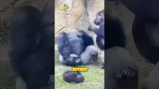 Ayah Gorilah Selalu Salah Didepan Istrinya 😂🦍 #funny #animals #shorts