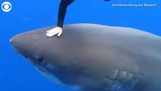 Divers swim with Great White shark