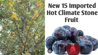 15 New Hot Climate Stone Fruits